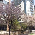 ◆桜前線◆油断大敵！桜前線はすでに札幌を通り過ぎてしまった模様
