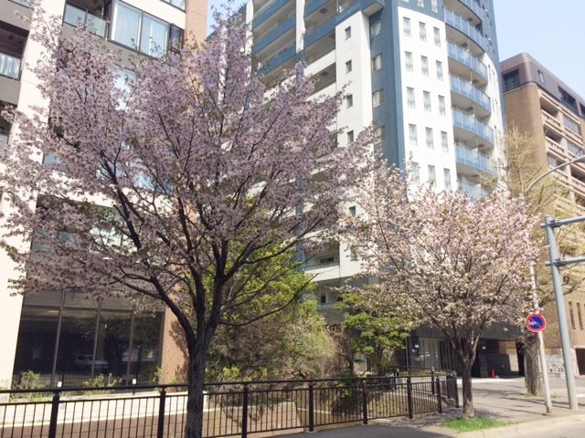 ◆桜前線◆油断大敵！桜前線はすでに札幌を通り過ぎてしまった模様