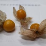 ◆初めて食す鬼灯（ホオズキ）◆いきいきファームさんを取材中、食用ホオズキをいただきました