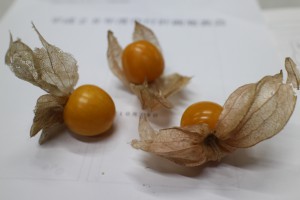 ◆初めて食す鬼灯（ホオズキ）◆いきいきファームさんを取材中、食用ホオズキをいただきました