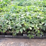 いきいきファーム　2016年 5月◆サツマイモの定植を体験してきました◆