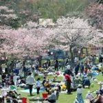 2019年 5月11日～5月19日 第70回あっけし桜・牡蠣まつり