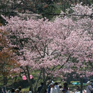 第67回あっけし桜・牡蠣まつり