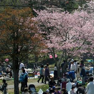 第67回あっけし桜・牡蠣まつり