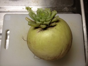 ◆料理が苦手です◆会社の農園でとれた大根お裾分けしていただきました。
