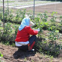 いきいきファーム　2016年 6月◆圃場の野菜は元気に成長していました◆