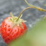 めぐみの里　ぴっぴ　2015年6月27日