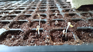 めぐみの里　ぴっぴ　2016年4月22日