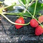 めぐみの里　ぴっぴ　2016年6月19日