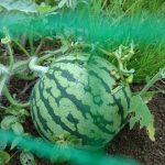 めぐみの里　ぴっぴ　2016年7月31日