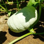 めぐみの里　ぴっぴ　2015年8月2日