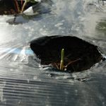 めぐみの里　ぴっぴ　2015年10月3日