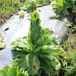 ◆夏のいきいきファーム◆大きくなりすぎてしまったお野菜