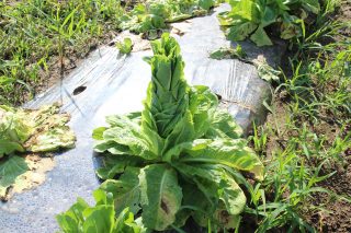 ◆夏のいきいきファーム◆大きくなりすぎてしまったお野菜