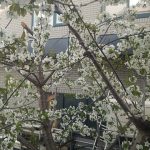 めぐみの里　ぴっぴ　2015年5月2日