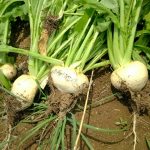 めぐみの里　ぴっぴ　2015年7月21日