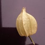 めぐみの里　ぴっぴ　2016年11月3日