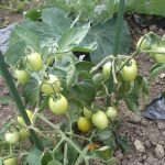 【農園プロジェクト2013】植付けから2ヶ月後(前編)  2013.08.03