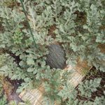 【農園プロジェクト2013】植付けから2ヶ月後(後編)  2013.08.03