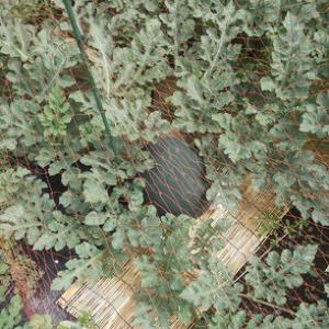 【農園プロジェクト2013】植付けから2ヶ月後(後編)  2013.08.03