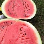 【農園プロジェクト2013】夏の雨～スイカ編～ 2013.08.24