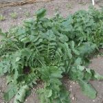 【農園プロジェクト2013】冬の野菜 2013.09.21