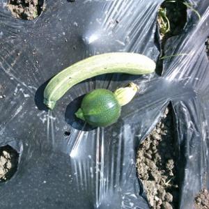 【農園プロジェクト2013】植付けから1ヶ月後(前編)  2013.07.13