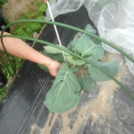 【農園プロジェクト2014】キャベツ 2014.07.05