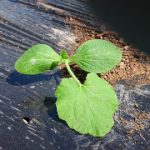 めぐみの里　ぴっぴ　2017年5月20日
