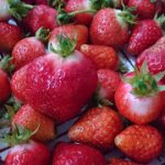 めぐみの里　ぴっぴ　2017年6月24日