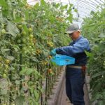 いきいきファーム　2017年 8月◆直売所が営業を開始！新鮮お野菜並んでいます◆