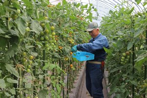 いきいきファーム　2017年 8月◆直売所が営業を開始！新鮮お野菜並んでいます◆