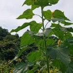 めぐみの里　ぴっぴ　2017年9月2日