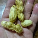 めぐみの里　ぴっぴ　2017年10月01日