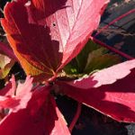 めぐみの里　ぴっぴ　2017年10月21日