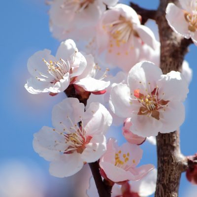 2021年 4月17日～2021年 5月 6日　『おたる梅酒祭り 2021』