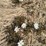 めぐみの里　ぴっぴ　2018年4月22日