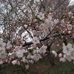 めぐみの里　ぴっぴ　2018年4月30日