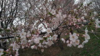 めぐみの里　ぴっぴ　2018年4月30日
