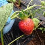 めぐみの里　ぴっぴ　2018年6月9日