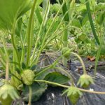 めぐみの里　ぴっぴ　2018年6月3日
