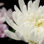 2018年10月27日～2018年10月31日　おびひろ菊まつり