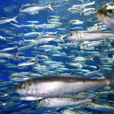 2018年 7月28日～2018年10月31日　なんまらうめぇ生き物展