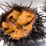2019年 4月28日　第9回えりも　うに祭り
