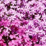 2019年 5月 3日～6月3日　ひがしもこと芝桜まつり