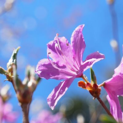 2020年 5月10日　本別山渓つつじ祭り（開催中止）