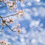 2019年 5月12日　第34回おびひろ桜まつり