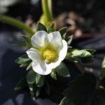 さとほろの花