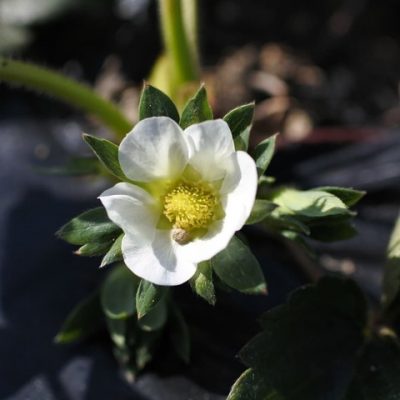 さとほろの花