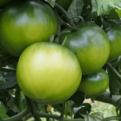 トマト、、、まだ青く、